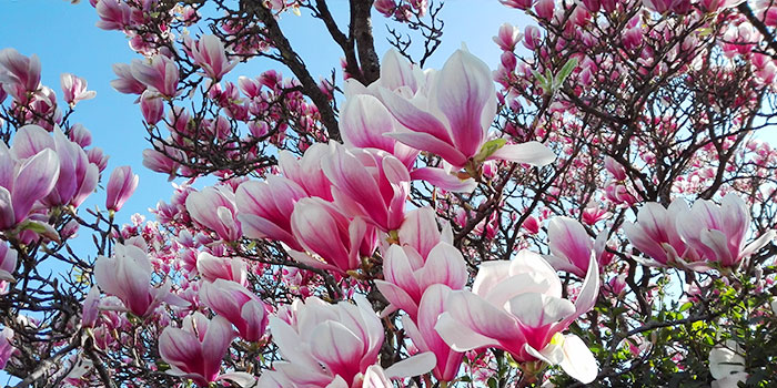 pforzheim-alemania-primavera-flores