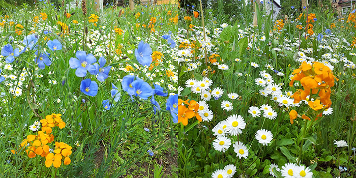 pforzheim-primavera-flores-del-campo