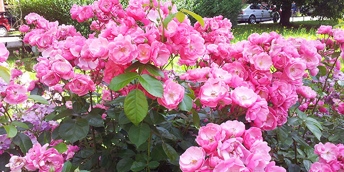 primavera-pforzheim-rosas-naturaleza