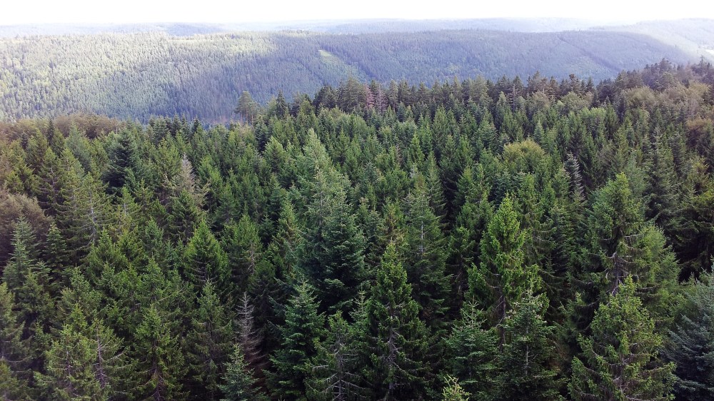 nordschwarzwaldtag-selva-negra-don-viajon-naturaleza-alemania