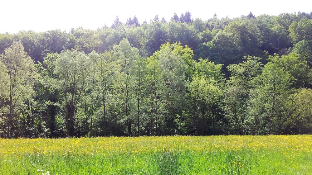 selva-negra-nordschwarzwaldtag-donviajon-bosques-alemania