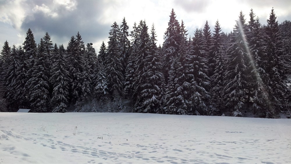 selva-negra-nordschwarzwaldtag-donviajon-turismo-alemania