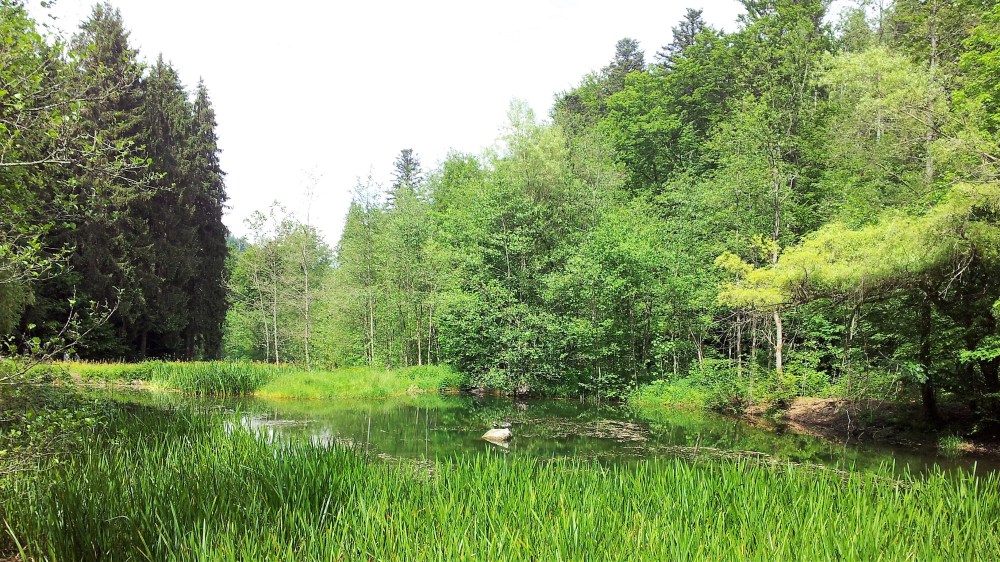 selva-negra-nordschwarzwaldtag-senderismo-don-viajon-alemania