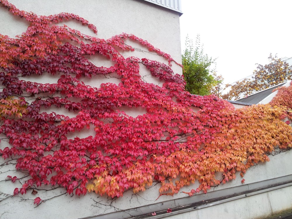 colores-del-otono-donviajon-naturaleza-fascinante-alemania