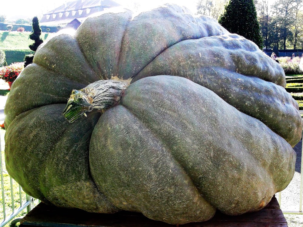 calabazas-gigantes-donviajon-festival-europeo-de-calabazas-ludwigsburg-alemania