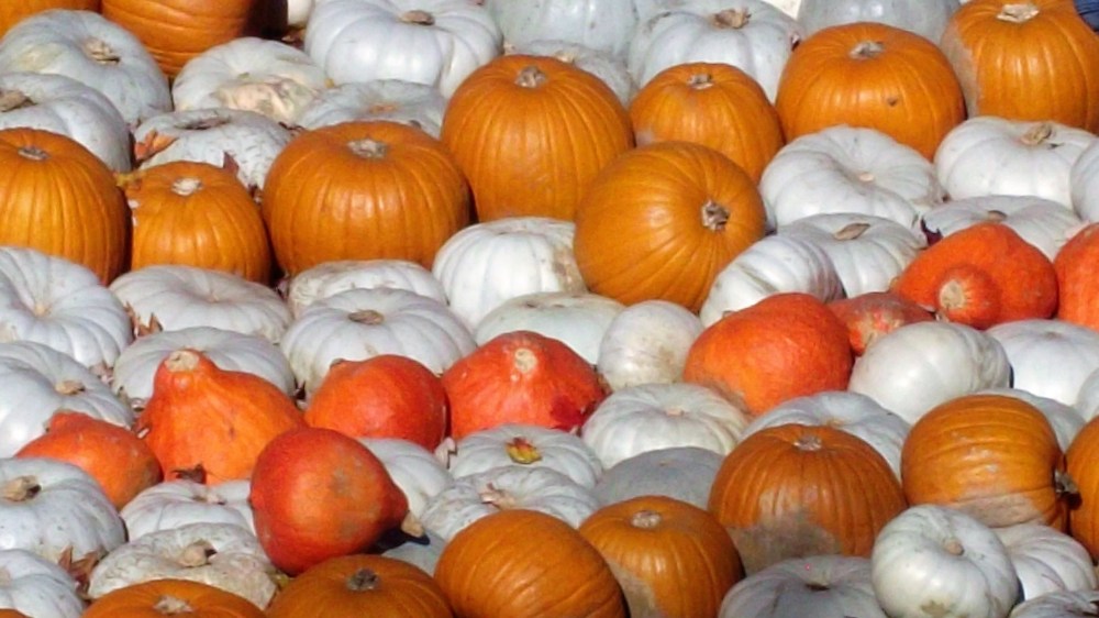 festival-europeo-de-calabazas-donviajon-record-mundial-palacio-ludwigsburg-alemania