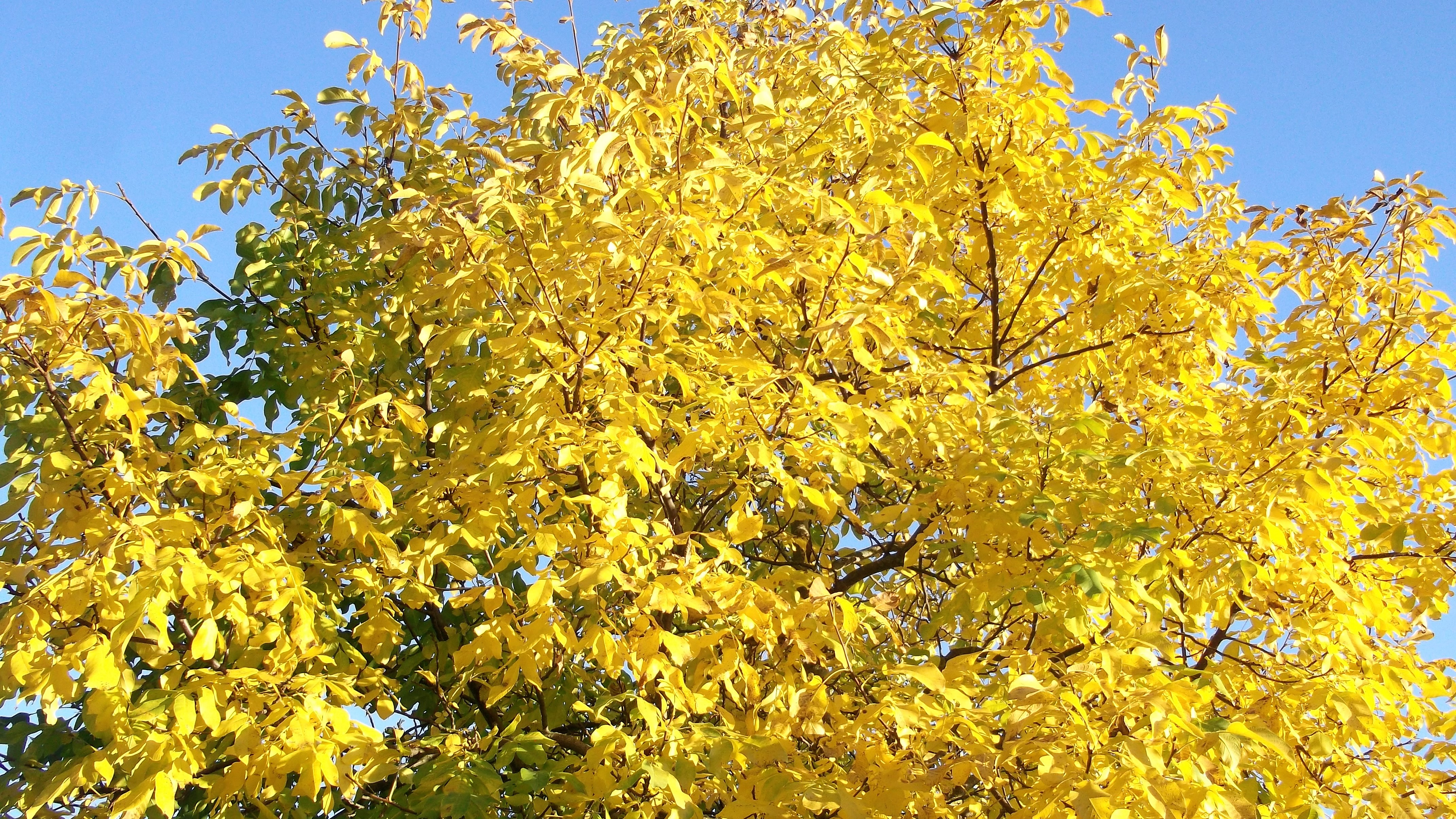 festivales-de-otono-donviajon-diversion-alegria-tradiciones-cultura-alemania