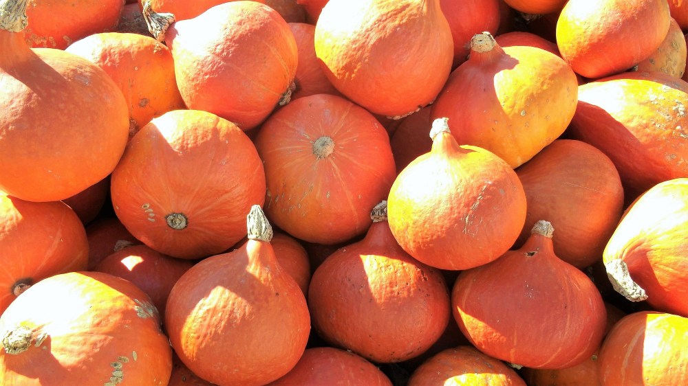 variedades-de-calabazas-donviajon-roterhokkaido-festival-otono-ludwigsburg-alemania