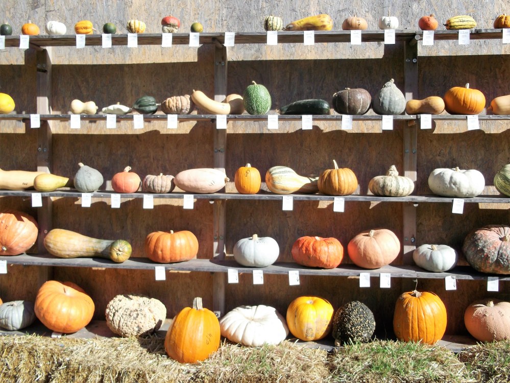 variedades-mundiales-de-calabazas-donviajon-festival-otono-palacio-ludwigsburg-alemania