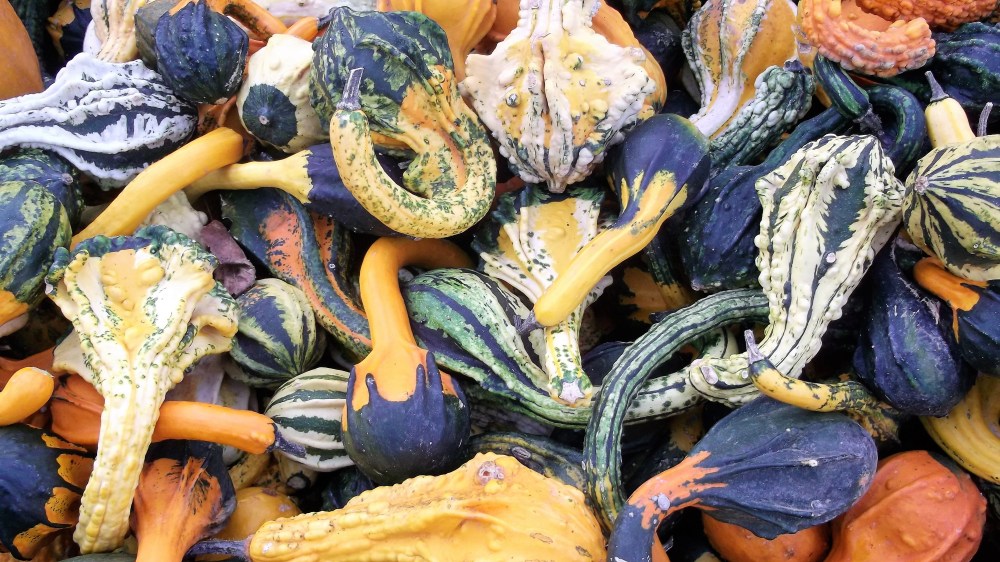 variedaes-raras-de-calabazas-donviajon-indianmix-festival-otono-ludwigsburg-alemania