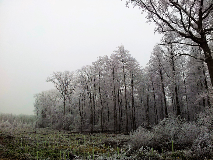 Basilea-invierno-donviajon-turismo-naturaleza-aventura-nieve-basilea-suiza