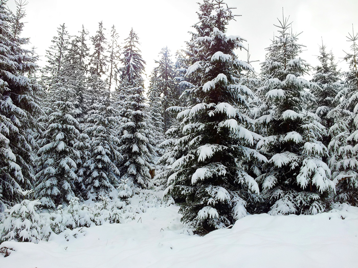 Kaltenbronn-Gernsbach-don-viajon-turismo-de-invierno-naturaleza-senderismo-Hohlohsee-pantanos-Selva-Negra-Alemania