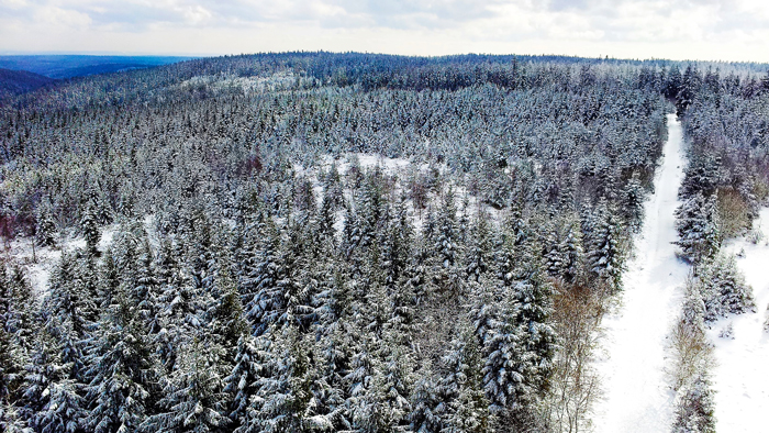Kaltenbronn-Gernsbach-don-viajon-turismo-de-invierno-naturaleza-senderismo-Selva-Negra-Alemania