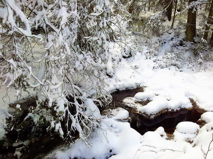Kaltenbronn-Gernsbach-donviajon-turismo-de-invierno-naturaleza-senderismo-Hohlohsee-Selva-Negra-Alemania