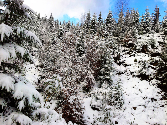 Kaltenbronn-Gernsbach-Hohlohsee-donviajon-turismo-de-invierno-naturaleza-senderismo-esqui-Selva-Negra-Alemania