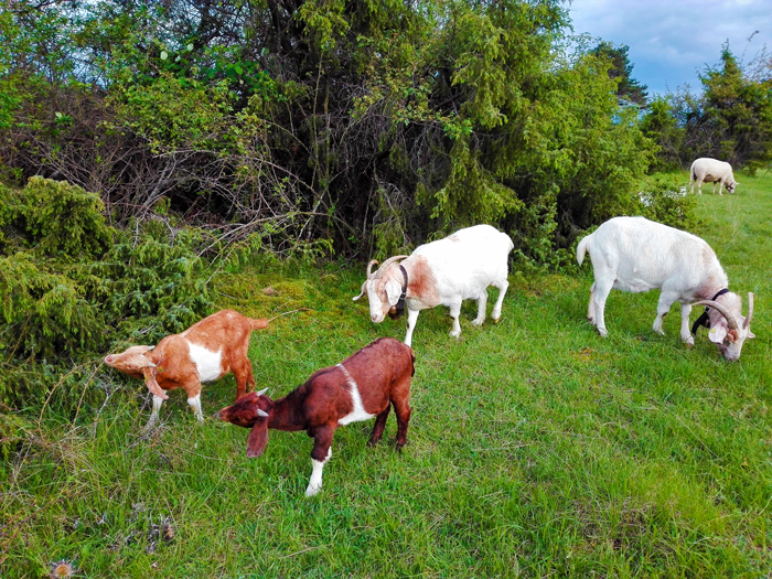 Engelsbrand-don-viajon-turismo-aventura-senderismo-naturaleza-Baden-Wurttemberg-Alemania