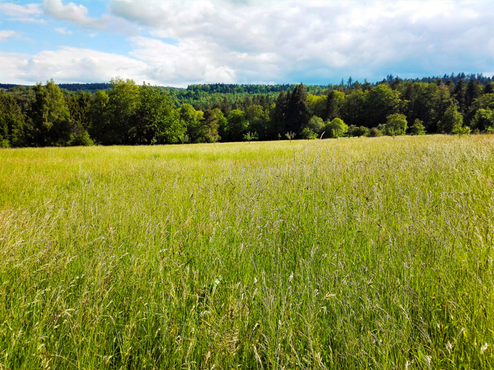 Graefenhausen-cultivos-de-trigo-don-viajon-turismo-rural-rutas-senderismo-aventura-Baden-Wurttemberg-Alemania