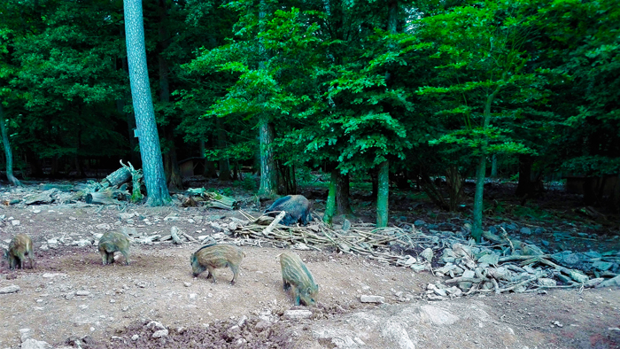 Jabalis-animales-salvajes-don-viajon-turismo-aventura-senderismo-Selva-Negra-Hermansee-Baden-Wurttemberg-Alemania