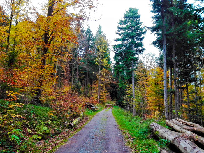 bosques-de-hayedos-selva-negra-otono-don-viajon-turismo-recreativo-senderismo-Baden-Wurttemberg-Alemania