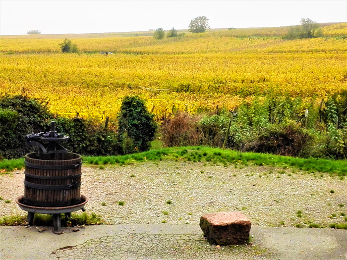 Ruta-del-vino-alsaciano-don-viajon-turismo-gastronomico-recreativo-senderismo-aventura-Alsacia-Gran-Este-Francia