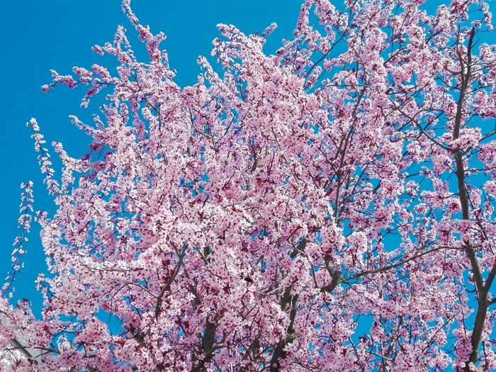 cerezo-en-flor-Pforzheim-don-viajon-turismo-recreativo-senderismo-naturaleza-Baden-Wurttemberg-Alemania