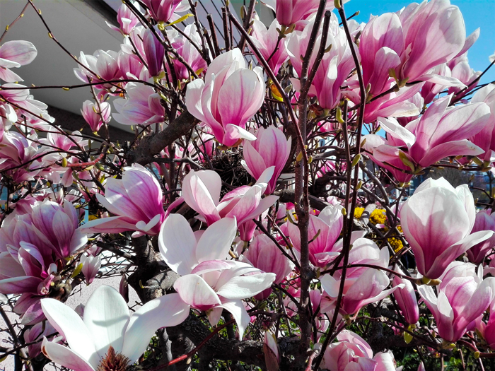 magnolias-primavera-Pforzheim-don-viajon-turismo-sostenible-recreativo-naturaleza-Selva-Negra-Alemania
