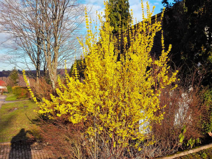 Pforzheim-flor-de-pascua-don-viajon-turismo-aventura-naturaleza-invierno-Alemania