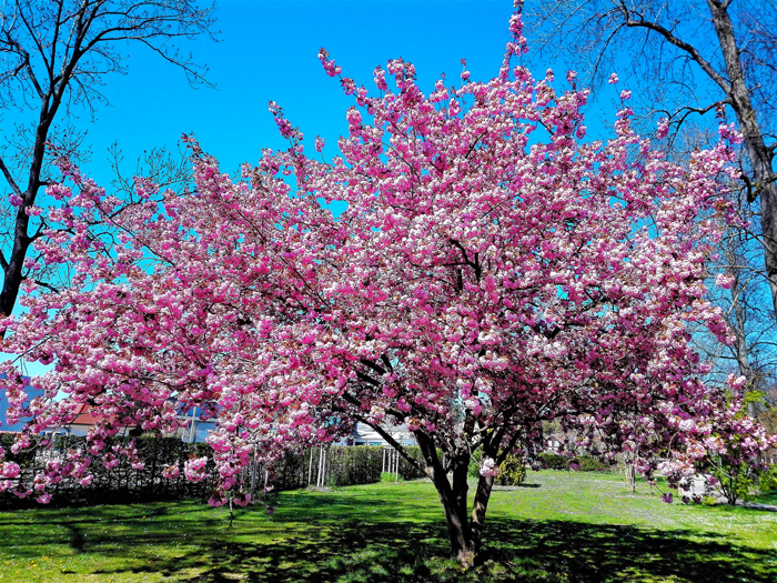 Bad-Rappenau-cerezo-en-flor-don-viajon-turismo-recreativo-senderismo-naturaleza-urbana-rio-Neckar-Alemania
