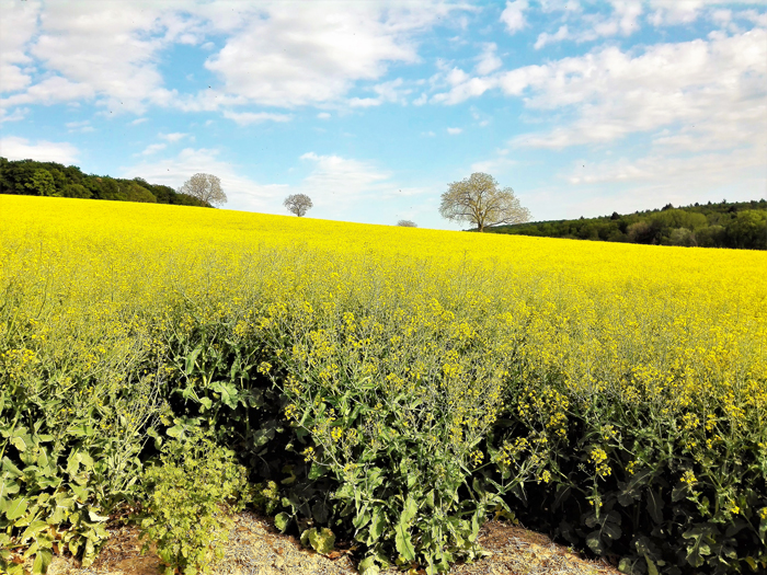 Duerrenbuechig-Walzbachtal-primavera-cultivos-de-canola-don-viajon-turismo-recreativo-senderismo-aventura-naturaleza-Bretten-Baden-Wurttemberg-Alemania