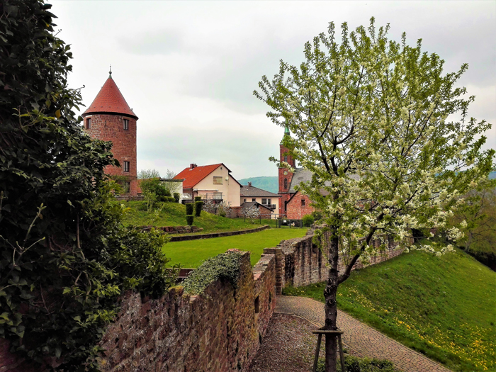 Primavera-en-Dilsberg-don-viajon-turismo-aventura-senderismo-Kraichgau-Baden-Wurttemberg-Alemania